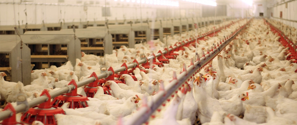 Tavuk Üretim Faaliyetimiz Başlamıştır.
